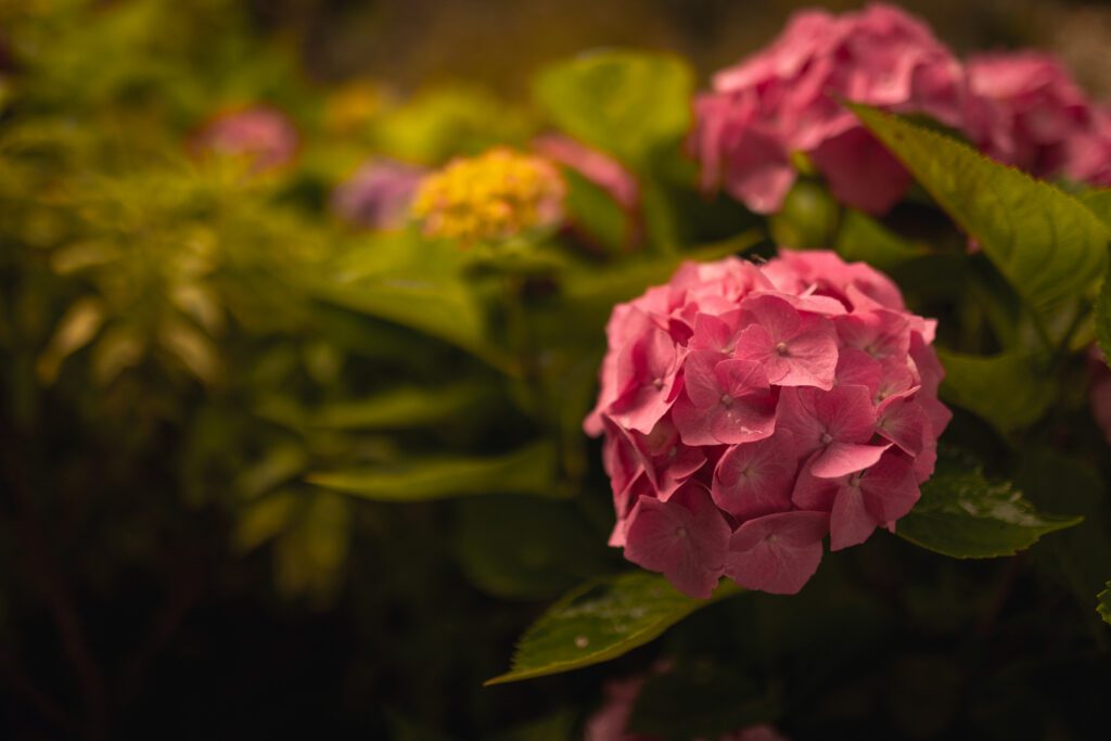 Przygotowania do ślubu na Zamku w Rzucewie