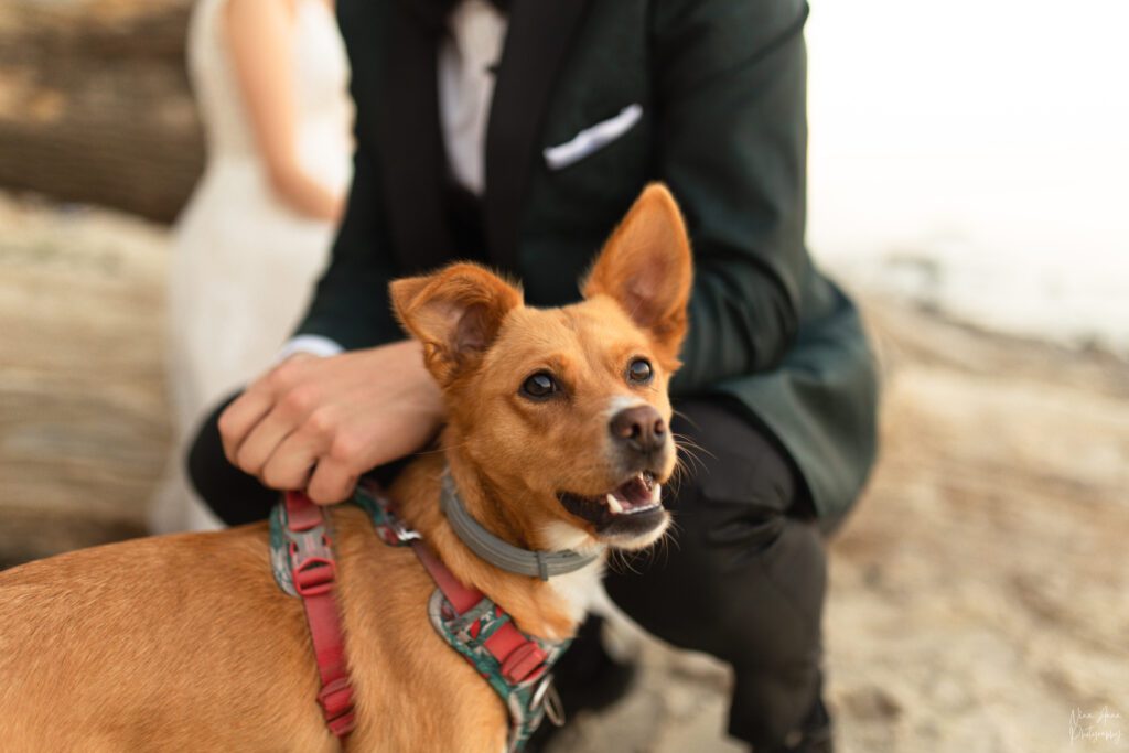 Sesja ślubna na plaży z psem